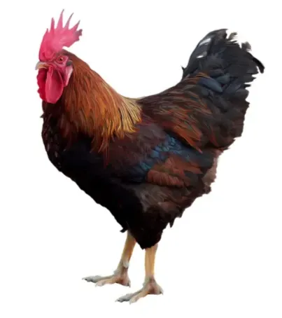 صورة المنتج