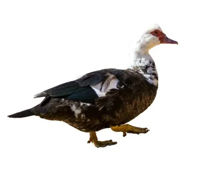 صورة المنتج