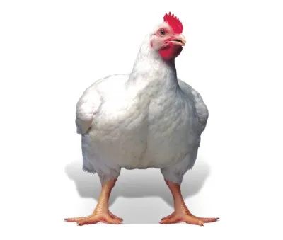 صورة المنتج