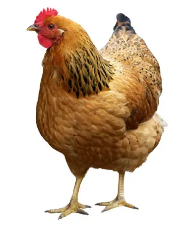 صورة المنتج