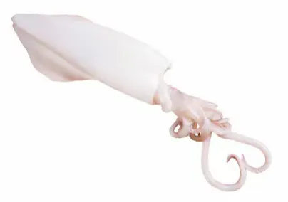 صورة المنتج